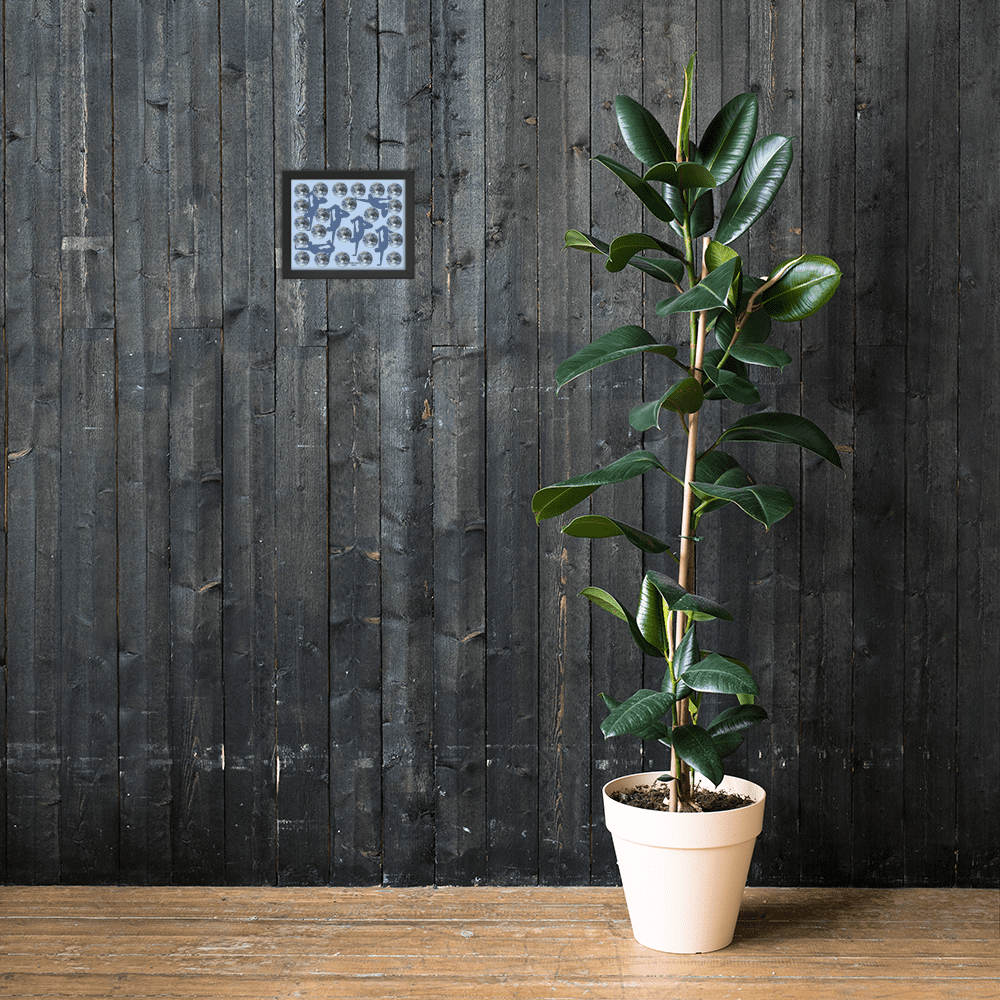 Rubber plant in white pot against dark wall
