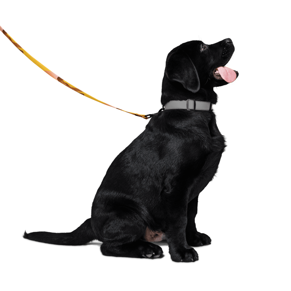 Pet leash - Image 6